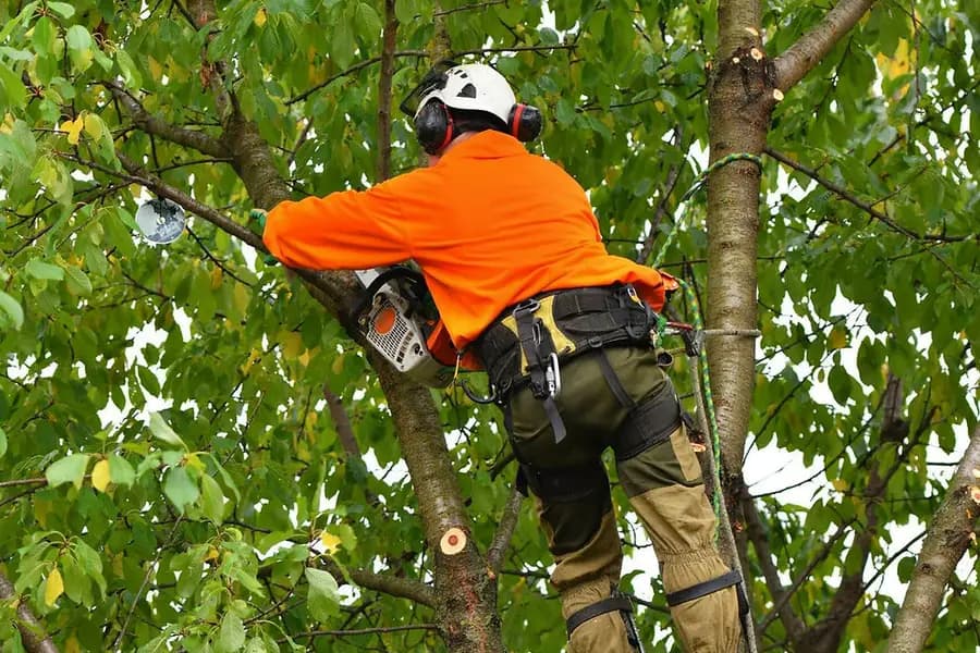 Especialista con casco y arnés podando un árbol en altura